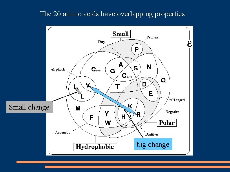 The 20 amino acids have overlapping properties Small change big change 