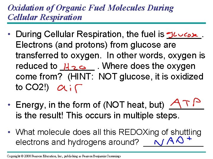Oxidation of Organic Fuel Molecules During Cellular Respiration • During Cellular Respiration, the fuel