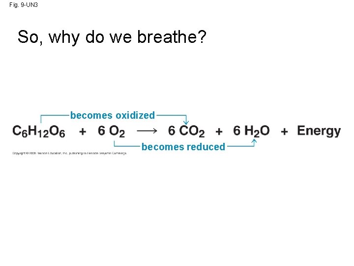 Fig. 9 -UN 3 So, why do we breathe? becomes oxidized becomes reduced 