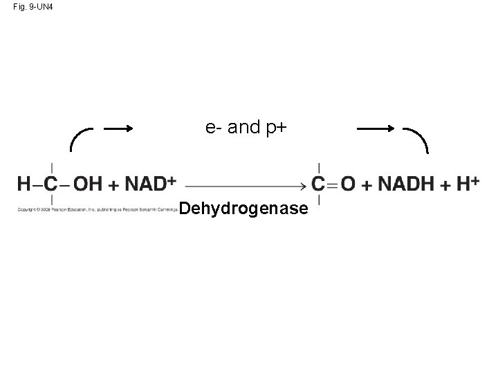 Fig. 9 -UN 4 e- and p+ Dehydrogenase 