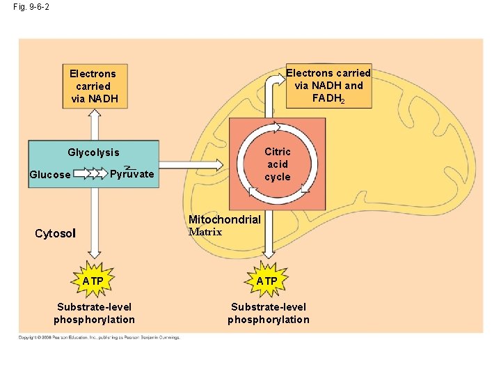 Fig. 9 -6 -2 Electrons carried via NADH and FADH 2 Electrons carried via