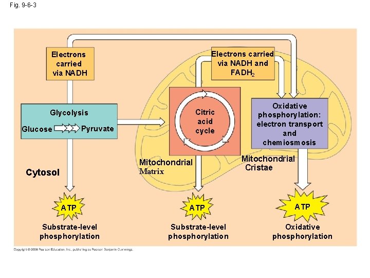 Fig. 9 -6 -3 Electrons carried via NADH and FADH 2 Electrons carried via