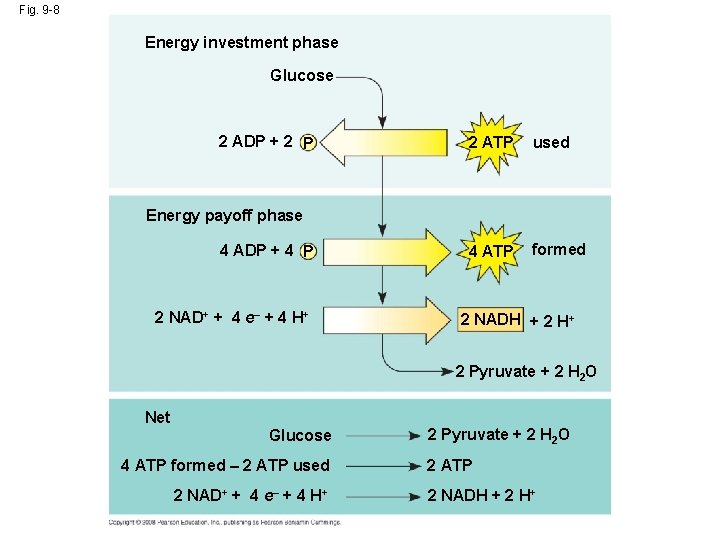 Fig. 9 -8 Energy investment phase Glucose 2 ADP + 2 P 2 ATP