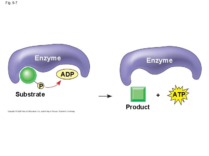 Fig. 9 -7 Enzyme ADP P Substrate + Product ATP 