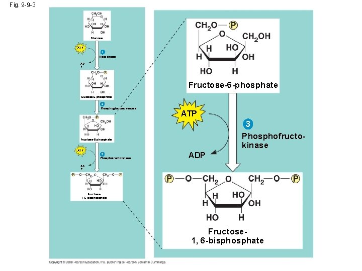 Fig. 9 -9 -3 Glucose ATP 1 Hexokinase AD P Fructose-6 -phosphate Glucose-6 -phosphate