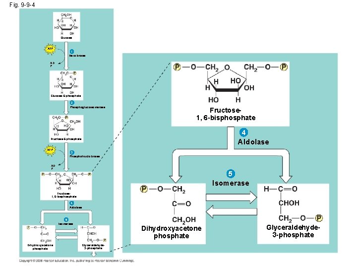 Fig. 9 -9 -4 Glucose ATP 1 Hexokinase AD P Glucose-6 -phosphate 2 Phosphoglucoisomerase