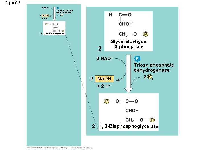 Fig. 9 -9 -5 2 NAD+ 2 NADH + 2 H+ 6 Triose phosphate