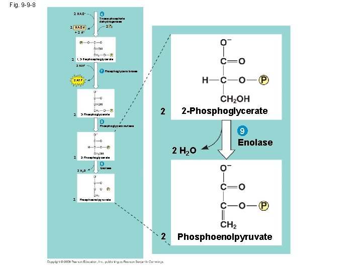 Fig. 9 -9 -8 2 NAD+ 2 NADH + 2 H+ 6 Triose phosphate