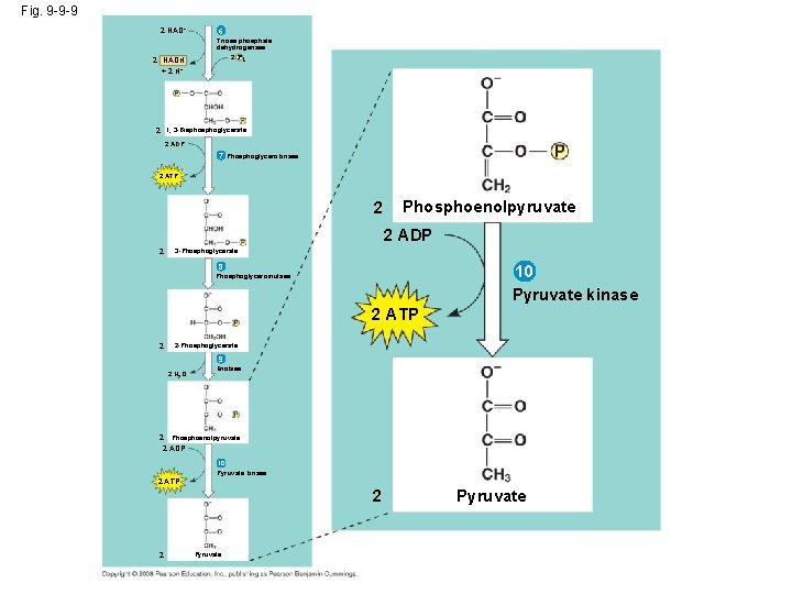 Fig. 9 -9 -9 2 NAD+ 2 NADH + 2 H+ 6 Triose phosphate