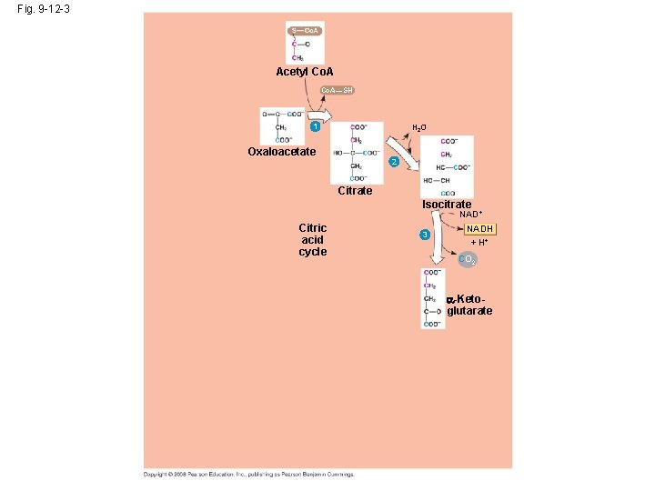 Fig. 9 -12 -3 Acetyl Co. A—SH 1 H 2 O Oxaloacetate 2 Citrate