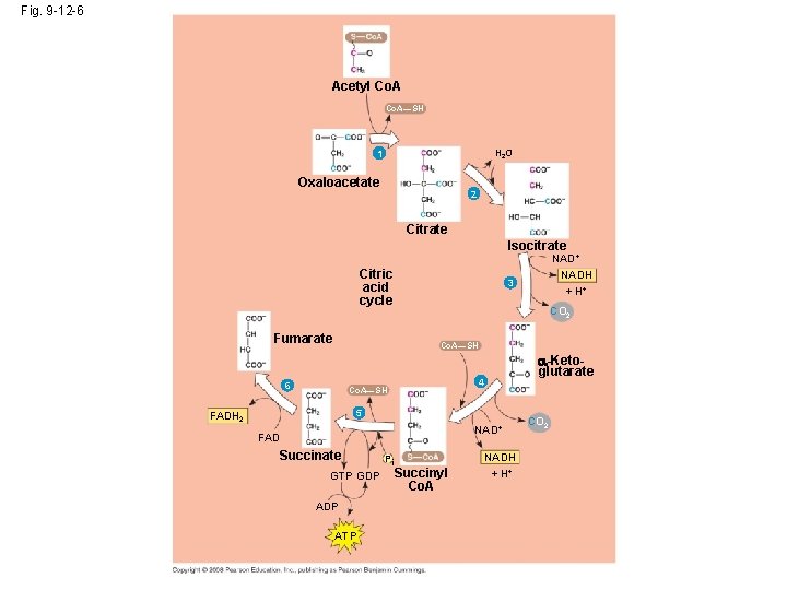 Fig. 9 -12 -6 Acetyl Co. A—SH H 2 O 1 Oxaloacetate 2 Citrate