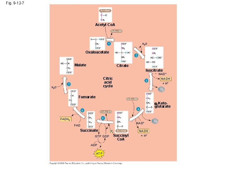 Fig. 9 -12 -7 Acetyl Co. A—SH H 2 O 1 Oxaloacetate 2 Malate
