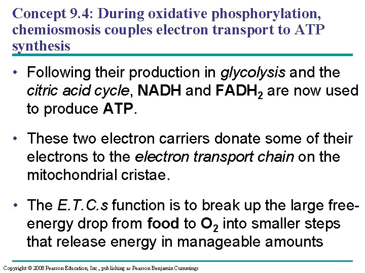 Concept 9. 4: During oxidative phosphorylation, chemiosmosis couples electron transport to ATP synthesis •