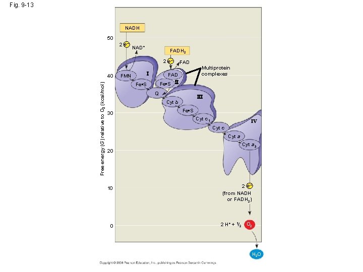 Fig. 9 -13 NADH 50 2 e– NAD+ FADH 2 2 e– Free energy