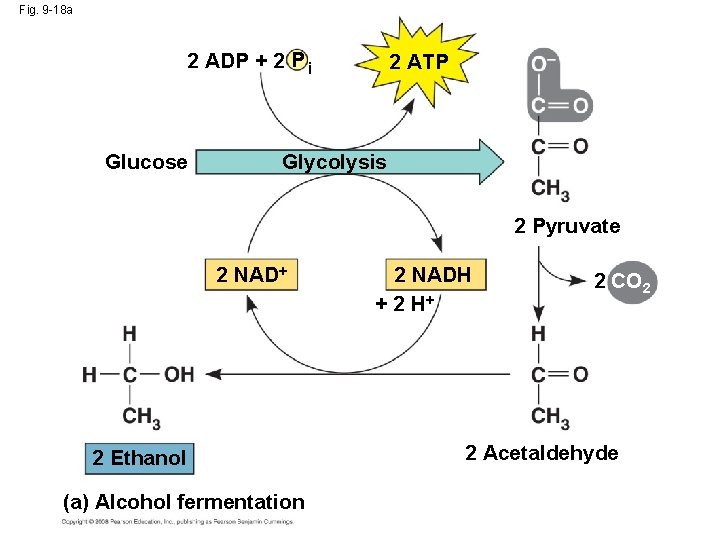 Fig. 9 -18 a 2 ADP + 2 P i Glucose 2 ATP Glycolysis