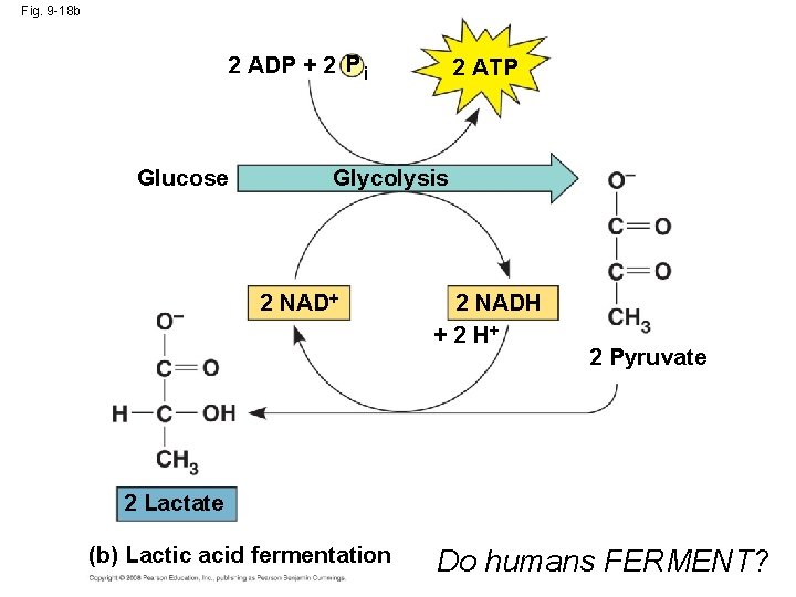 Fig. 9 -18 b 2 ADP + 2 P i Glucose 2 ATP Glycolysis