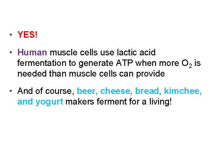  • YES! • Human muscle cells use lactic acid fermentation to generate ATP