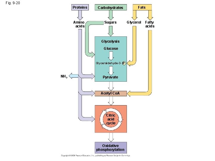 Fig. 9 -20 Proteins Amino acids Carbohydrates Sugars Glycolysis Glucose Glyceraldehyde-3 - P NH