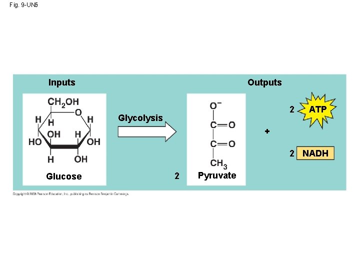 Fig. 9 -UN 5 Outputs Inputs 2 Glycolysis ATP + 2 NADH Glucose 2