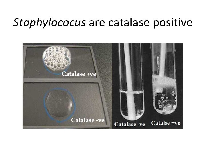 Staphylococus are catalase positive 