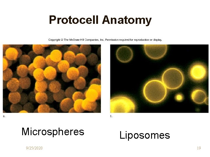 Protocell Anatomy Microspheres 9/25/2020 Liposomes 19 Protocell Anatomy Microspheres 9/25/2020 Liposomes 19