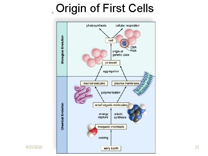 Origin of First Cells 9/25/2020 23 Origin of First Cells 9/25/2020 23