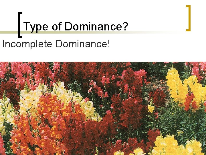 Type of Dominance? Incomplete Dominance! 