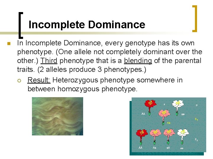 Incomplete Dominance n In Incomplete Dominance, every genotype has its own phenotype. (One allele