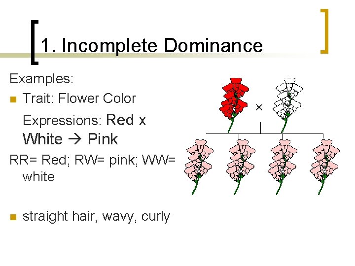 1. Incomplete Dominance Examples: n Trait: Flower Color Expressions: Red x White Pink RR=