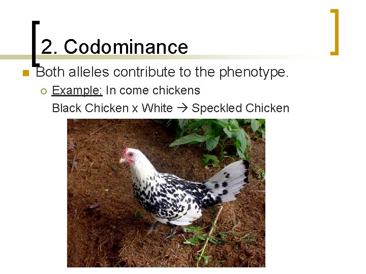 2. Codominance n Both alleles contribute to the phenotype. ¡ Example: In come chickens