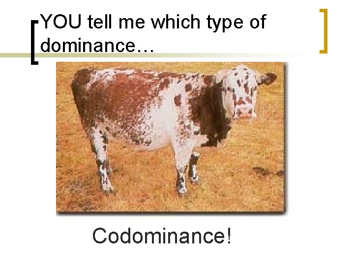 YOU tell me which type of dominance… Codominance! 