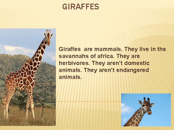 GIRAFFES Giraffes are mammals. They live in the savannahs of africa. They are herbivores.