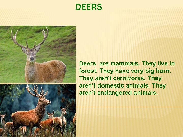 DEERS Deers are mammals. They live in forest. They have very big horn. They