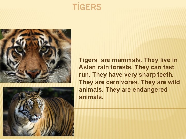 TİGERS Tigers are mammals. They live in Asian rain forests. They can fast run.