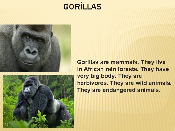 GORİLLAS Gorillas are mammals. They live in African rain forests. They have very big