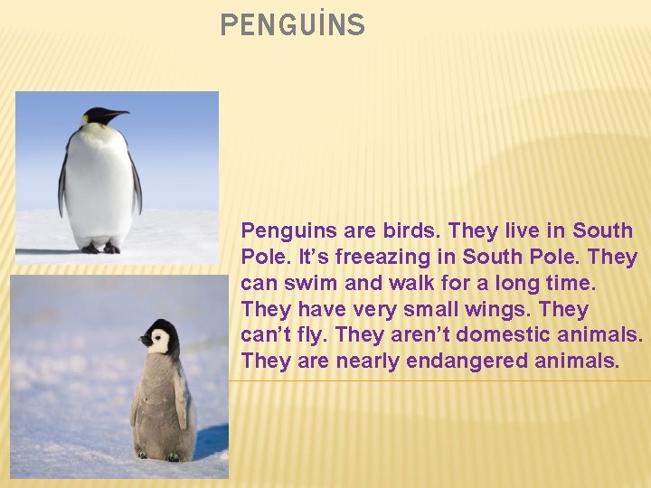 PENGUİNS Penguins are birds. They live in South Pole. It’s freeazing in South Pole.