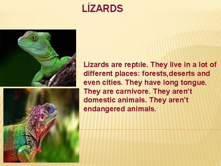 LİZARDS Lizards are reptıle. They live in a lot of different places: forests, deserts