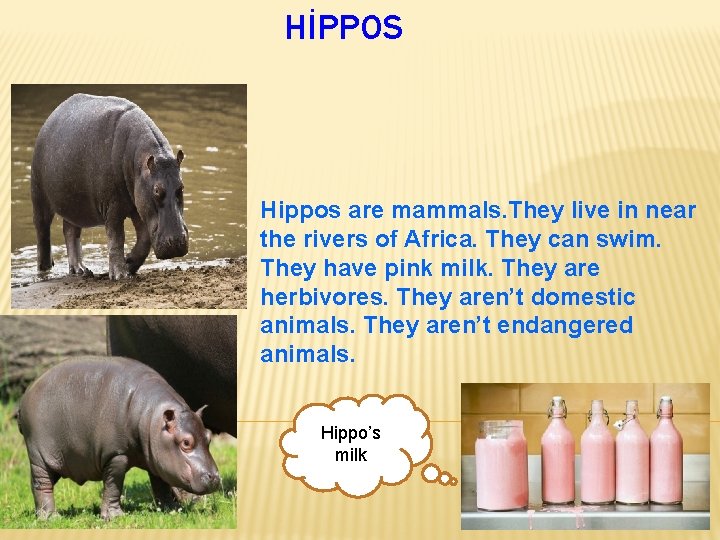 HİPPOS Hippos are mammals. They live in near the rivers of Africa. They can
