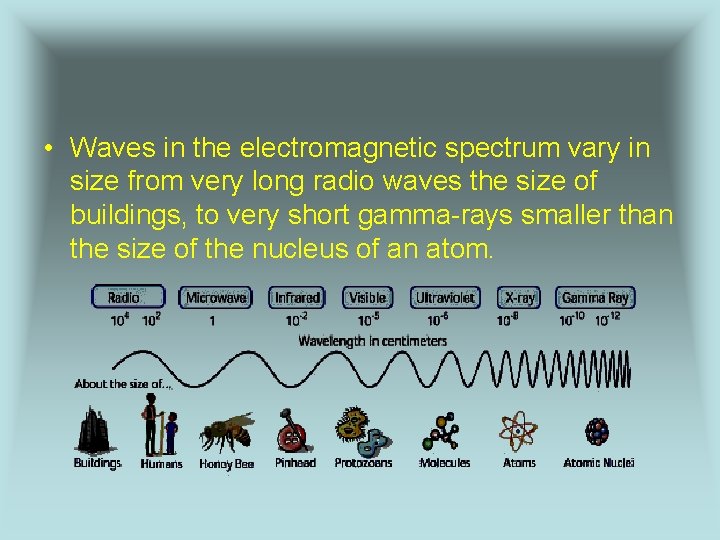  • Waves in the electromagnetic spectrum vary in size from very long radio