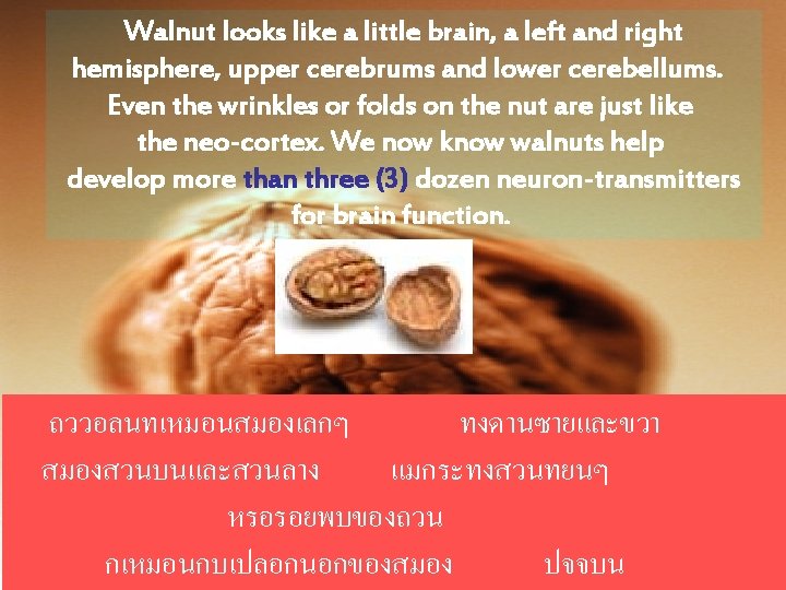  Walnut looks like a little brain, a left and right hemisphere, upper cerebrums