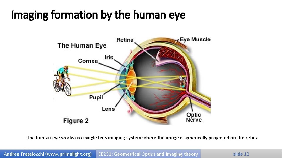 Imaging formation by the human eye The human eye works as a single lens