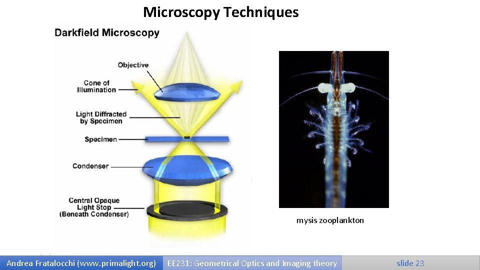 Microscopy Techniques mysis zooplankton 9/25/2020 Andrea Fratalocchi (www. primalight. org) EE 231: Geometrical Optics