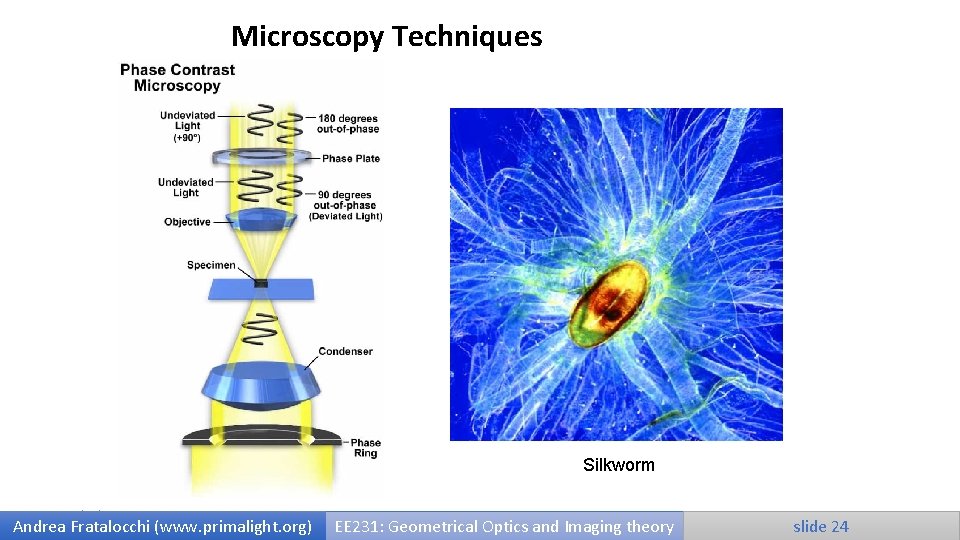 Microscopy Techniques Silkworm 9/25/2020 Andrea Fratalocchi (www. primalight. org) EE 231: Geometrical Optics and