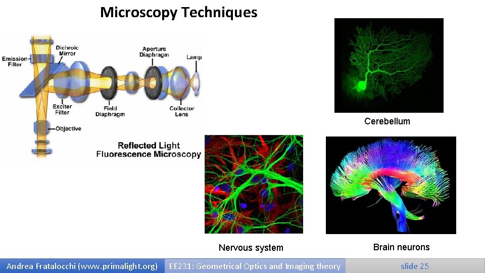 Microscopy Techniques Cerebellum Nervous system 9/25/2020 Andrea Fratalocchi (www. primalight. org) EE 231: Geometrical