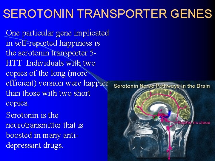 SEROTONIN TRANSPORTER GENES One particular gene implicated in self-reported happiness is the serotonin transporter