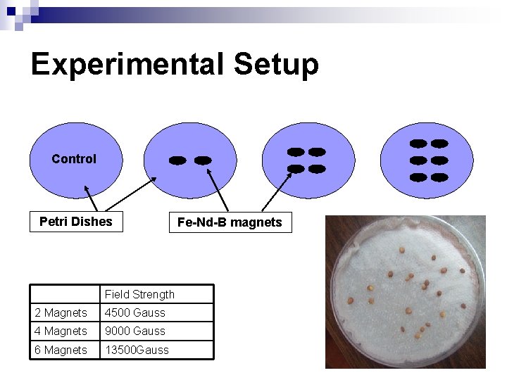 Experimental Setup Control Petri Dishes Field Strength 2 Magnets 4500 Gauss 4 Magnets 9000