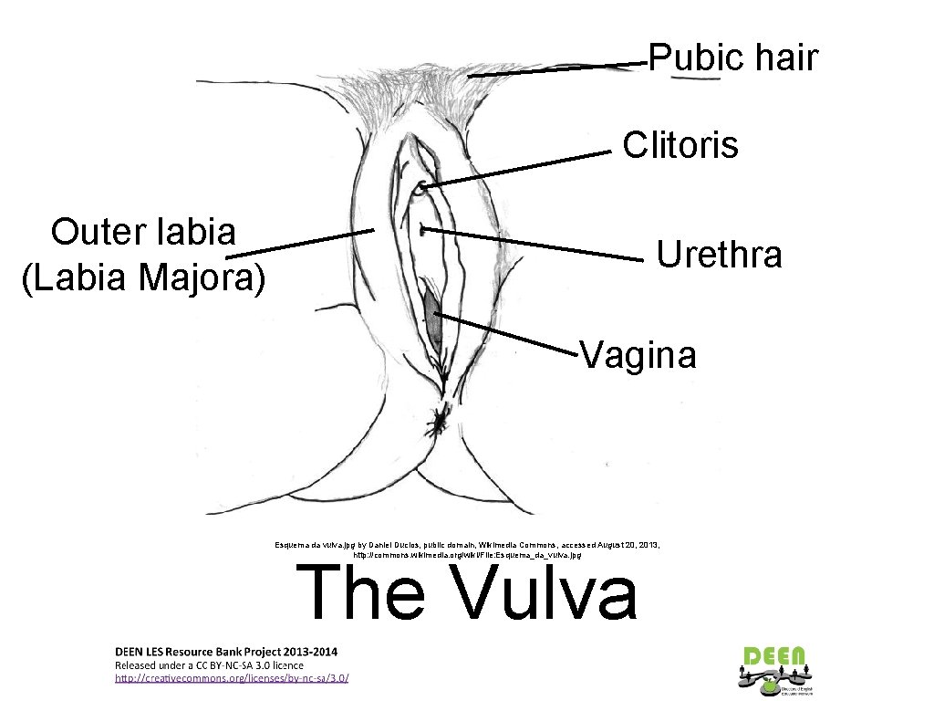 Pubic hair Clitoris Outer labia (Labia Majora) Urethra Vagina Esquema da vulva. jpg by