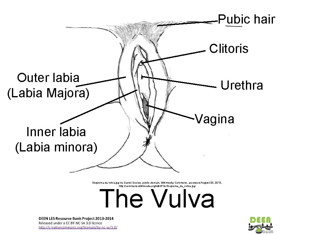 Pubic hair Clitoris Outer labia (Labia Majora) Urethra Inner labia (Labia minora) Vagina Esquema