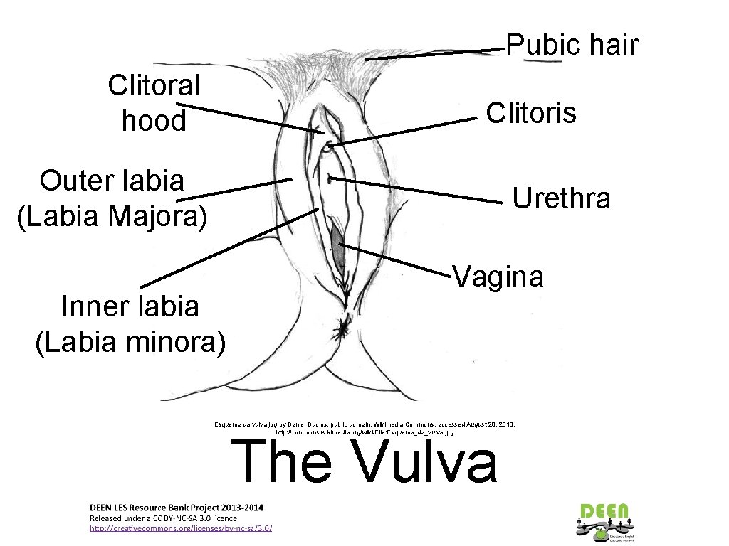 Pubic hair Clitoral hood Clitoris Outer labia (Labia Majora) Urethra Inner labia (Labia minora)