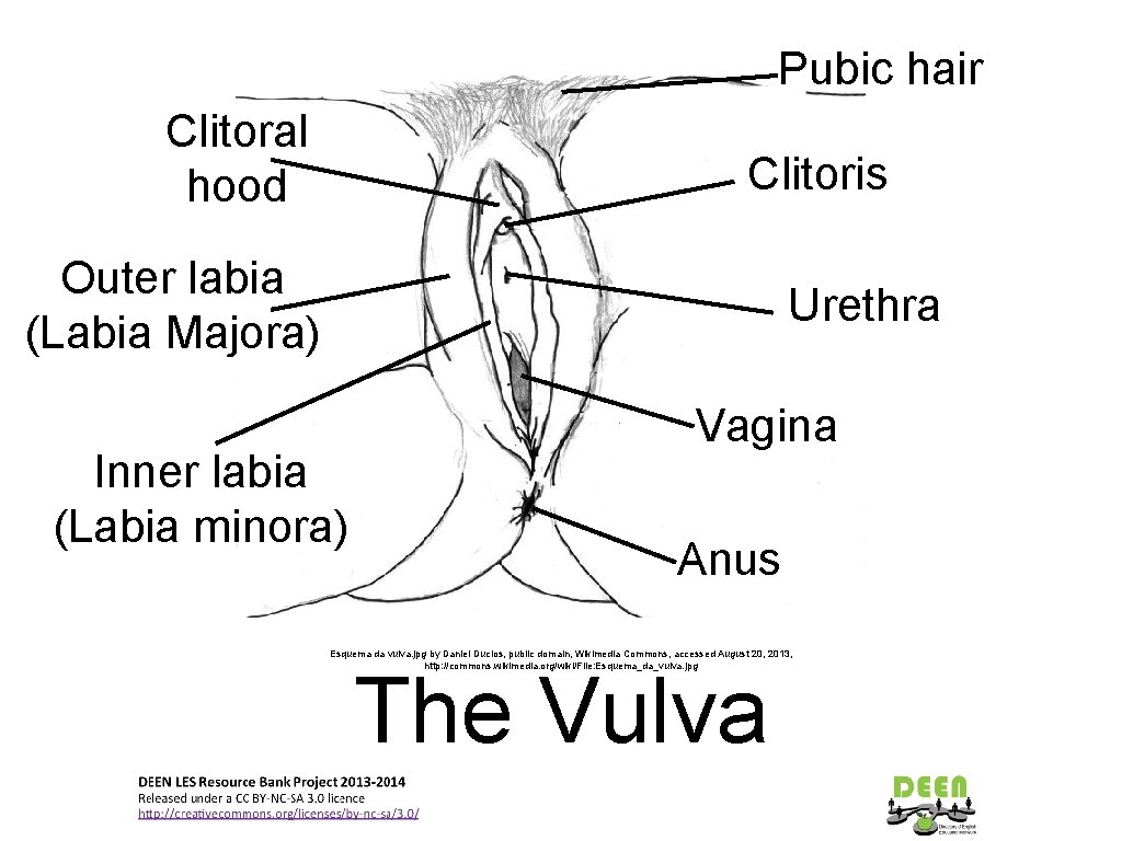 Pubic hair Clitoral hood Clitoris Outer labia (Labia Majora) Urethra Inner labia (Labia minora)